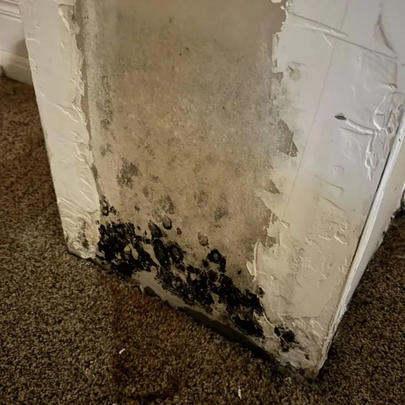 Professional Mold Removal in Merrimac, VA